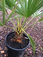 Palmbomen chamaerops humilis, Tuin en Terras, Planten | Tuinplanten, Ophalen of Verzenden