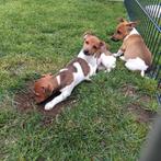 Speelse kortpotige jack Russell pupjes, Dieren en Toebehoren, België, Fokker | Hobbymatig, Jack Russell Terriër, CDV (hondenziekte)