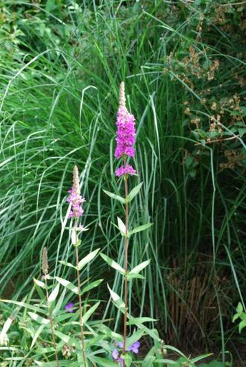 Kattestaart - Lythrum salicaria (vaste plant) beschikbaar voor biedingen