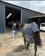 14 jarige springmerrie, Dieren en Toebehoren, Paarden, Merrie, Springpaard, B, 160 tot 165 cm