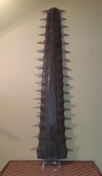 Rostre de poisson scie 100cm, Collections, Collections Animaux, Enlèvement, Utilisé, Autres, Autres types