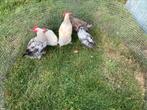 Jonge hanen, Dieren en Toebehoren, Mannelijk, Kip