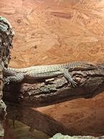 1.0 varanus tristis orientalis, Animaux & Accessoires, 3 à 6 ans, Lézard