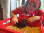 Edelpapegaai, Dieren en Toebehoren, Papegaai, Geringd