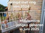 MEULEMANS Jongen geboren in juni, Dieren en Toebehoren, Vogels | Duiven