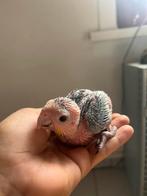 Roestkop caique, Dieren en Toebehoren, Geslacht onbekend, Papegaai, Tam