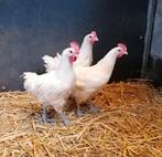 Poule de bresse hanen, Dieren en Toebehoren, Mannelijk, Kip