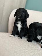 Medium Labradoodle pups (Labrador x Poedel), Dieren en Toebehoren, Poedel, België, CDV (hondenziekte), 8 tot 15 weken