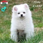 Maddie, Marlo, Monty & Moby – Kleine Keesjes ️, Dieren en Toebehoren, Honden | Poolhonden, Keeshonden en Oertypen, 15 weken tot 1 jaar