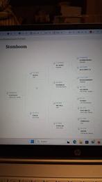 Knappe 16 jarige dressuur merrie, Dieren en Toebehoren, Paarden, Merrie