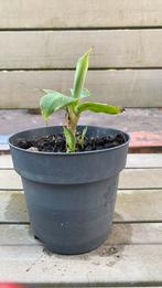 Bananenplant, Ophalen