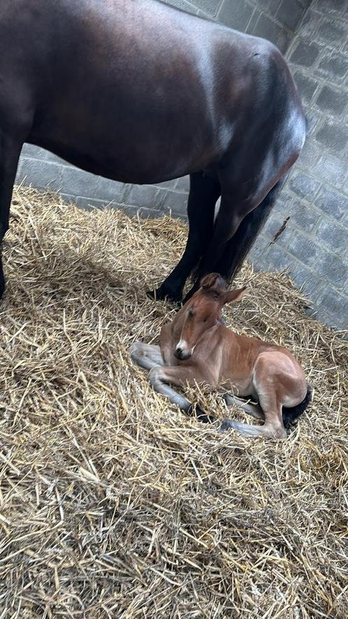 Bruin hengstenveulen Pablo te koop, Dieren en Toebehoren, Paarden, Hengst, Niet van toepassing, 160 tot 165 cm, 0 tot 2 jaar, Recreatiepaard