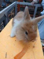 2 mannelijke konijntjes, Dieren en Toebehoren, Konijnen