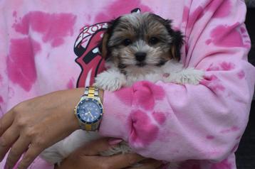 Biewer Yorkshire terrier pups beschikbaar voor biedingen