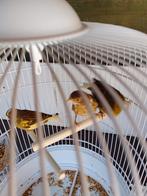 JONGE KWEEKRIJPE KANARIE POPJES van 2024 geringd, Dieren en Toebehoren, Vogels | Kanaries, Vrouwelijk, Kleurkanarie
