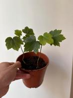 Italiaanse esdoorn, Tuin en Terras, Planten | Bomen, Ophalen