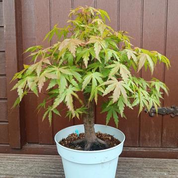 Bonsai Acer Palmatum 15j. Nr.21