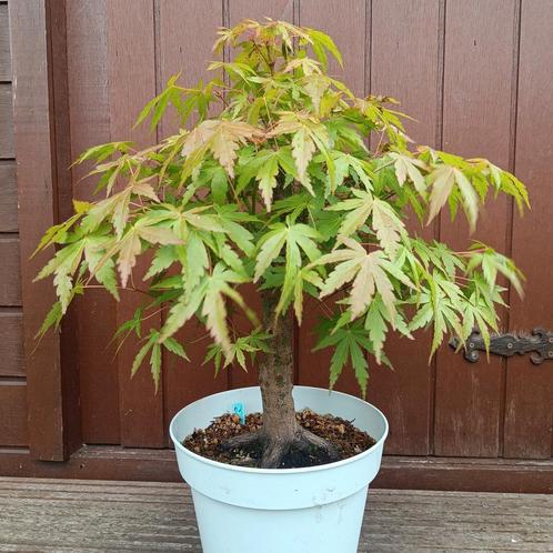 Bonsai Acer Palmatum 15j. Nr.21, Jardin & Terrasse, Plantes | Arbres, Enlèvement