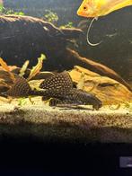 Plecostomus, Dieren en Toebehoren, Vissen | Aquariumvissen