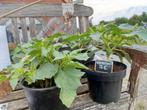 Graslelies, boshyacinten, sierfruitplanten, boompjes, enz..., Enlèvement