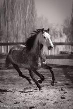 Project ruin, Dieren en Toebehoren, Paarden, Ruin