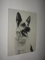 Zwart-wit kartonnen foto van de Duitse herder. Voor de a, Dieren en Toebehoren, Ophalen of Verzenden, Zo goed als nieuw