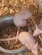 Muisjes beschikbaar, Dieren en Toebehoren, Knaagdieren, Muis, Meerdere dieren, Tam, September