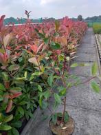 Photina fraseri 'Red Robin', Ophalen