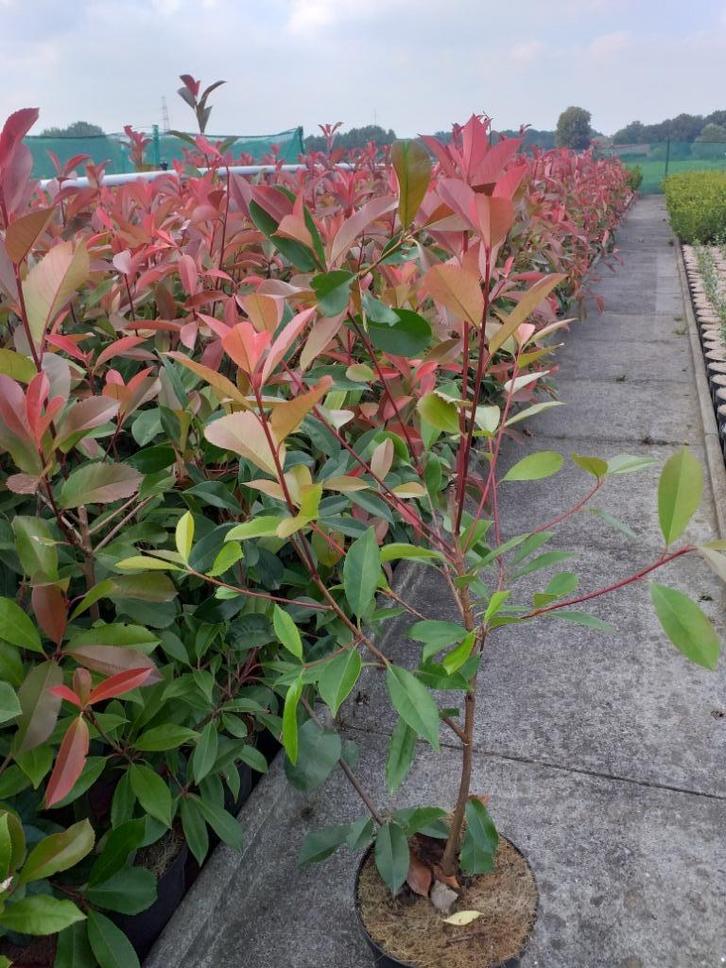 Photina fraseri 'Red Robin', Tuin en Terras, Planten | Struiken en Hagen, Ophalen