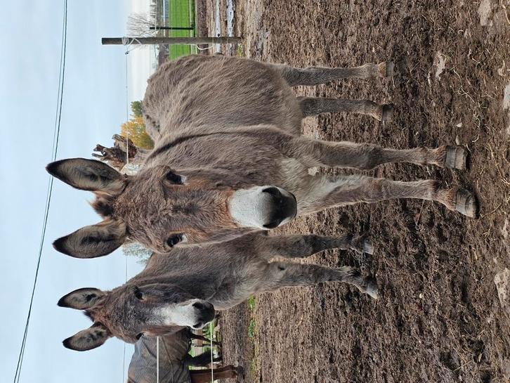 Hengst en ruin, Dieren en Toebehoren, Overige Dieren, Mannelijk, Maart