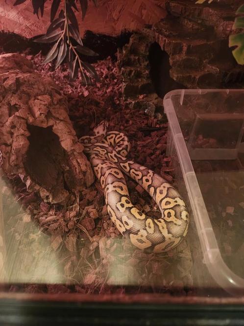 Gezocht ball python man, Dieren en Toebehoren, Reptielen en Amfibieën