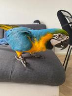 (NL) super tamme blauwgele ara, Dieren en Toebehoren, Geslacht onbekend, Papegaai, Pratend