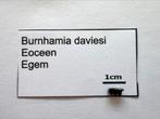 Burnhamia daviesi (30), Ophalen of Verzenden, Fossiel