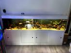 Compleet zoetwateraquarium te koop, Ophalen, Gebruikt, Gevuld zoetwateraquarium