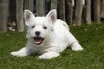 Prachtige West higland white terriër pups (westie pups), Dieren en Toebehoren, België, Overige rassen, CDV (hondenziekte), 8 tot 15 weken