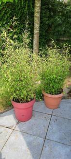 Bambou fargesia rufa non traçant pleine croissance, Jardin & Terrasse, Plantes | Arbustes & Haies, Enlèvement ou Envoi, Bambou