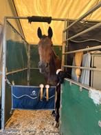 Ambitieuze springmerrie te koop, Dieren en Toebehoren, Paarden, Merrie, Springpaard, Z, 11 jaar of ouder