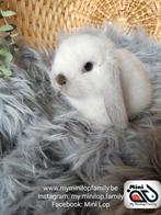 Raszuiver baby minilop konijn ram (transport mogelijk), Dieren en Toebehoren, Konijnen, Mannelijk, Dwerg, Hangoor, 0 tot 2 jaar