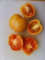 late tomaat voor lange bewaring Gouden Ponderosa - 5 zaden, Tuin en Terras, Bloembollen en Zaden, Verzenden, Voorjaar, Volle zon