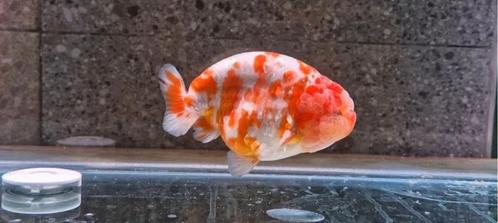 HQ Fancy Goud vissen, Dieren en Toebehoren, Vissen | Aquaria en Toebehoren, Ophalen of Verzenden