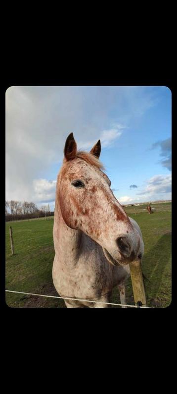 Snowly beschikbaar voor biedingen