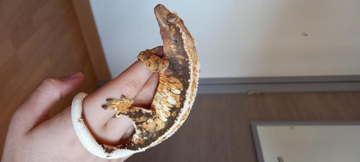 0.1 Bewezen Drippy Tricolor wimpergekko vrouw, Dieren en Toebehoren, Reptielen en Amfibieën, Hagedis, 0 tot 2 jaar, Tam