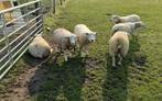 Mooie Franse Texel dekrammen te koop., Dieren en Toebehoren, Mannelijk, Schaap