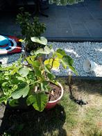 2 vijgenboom met vijgen te koop 30 euro stuck, Tuin en Terras, Ophalen, Vijgenboom