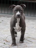 Amerikaanse Stafford pups, Dieren en Toebehoren, België, CDV (hondenziekte), 8 tot 15 weken, American Staffordshire Terriër