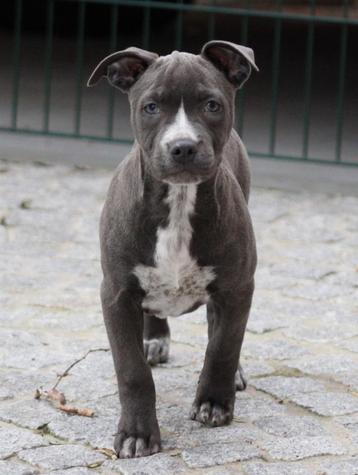 Amerikaanse Stafford pups beschikbaar voor biedingen