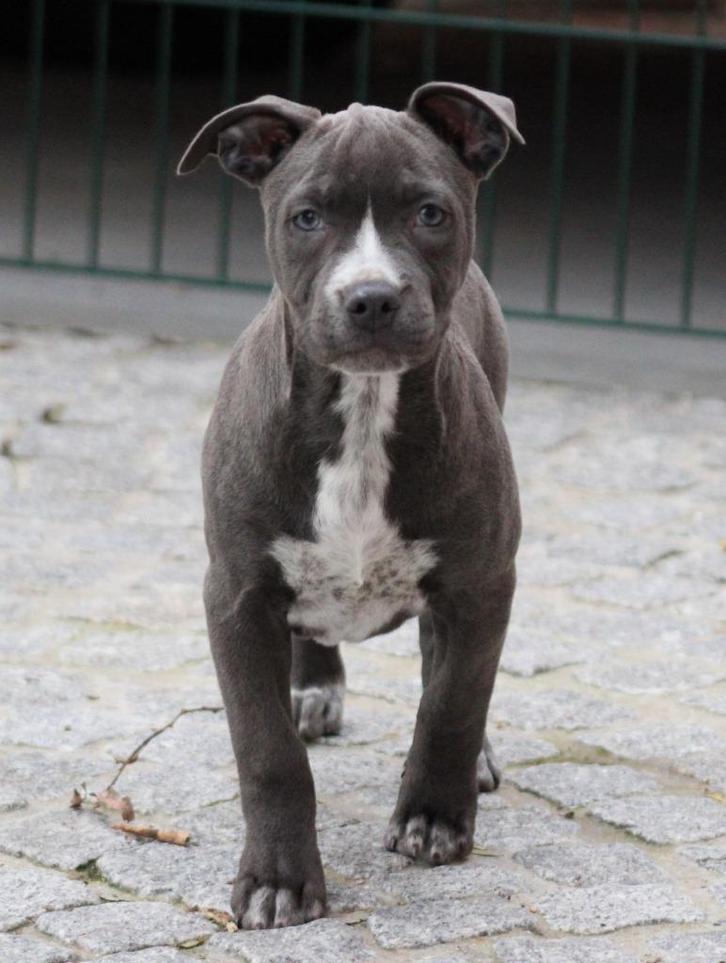 Amerikaanse Stafford pups, Dieren en Toebehoren, Honden | Jack Russells en Terriërs, Meerdere dieren, American Staffordshire Terriër