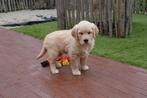 Prachtige Golden retriever pups (ouders getest!), Dieren en Toebehoren, CDV (hondenziekte), Meerdere, Golden retriever, 8 tot 15 weken