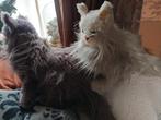 Stuff zeer oude poes en kater in goede staat, Verzamelen, Beren en Cherished Teddies, Ophalen