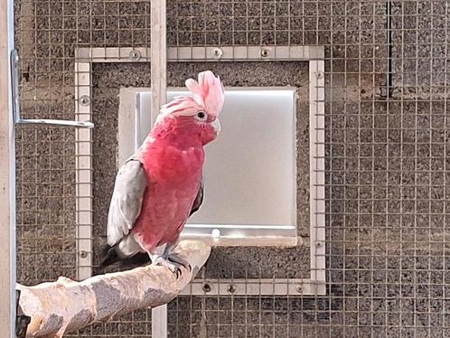 Baby Rosalbin Opgestoken hand, Dieren en Toebehoren, Vogels | Parkieten en Papegaaien, Papegaai, Meerdere dieren, Tam, Geringd